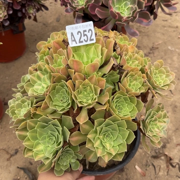 女巫中班……多肉植物……