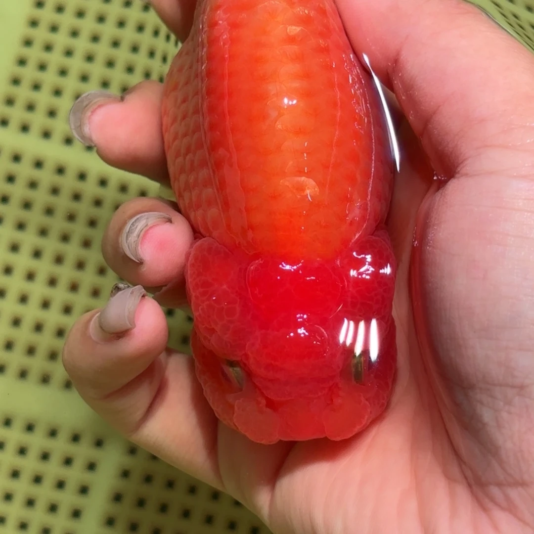 逾***白金鱼拍包装包邮，不拍包装运费到付