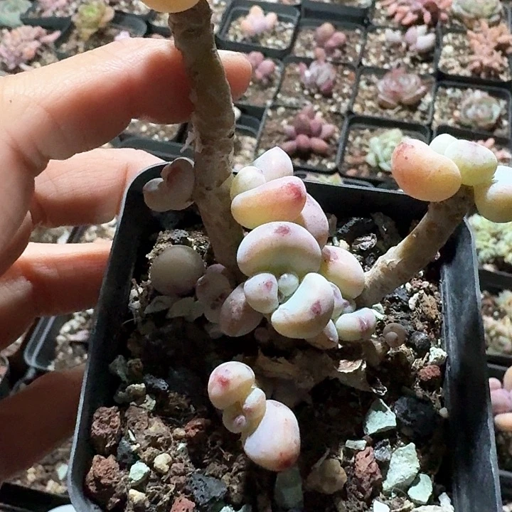 小****z n x b x b x b f h 512