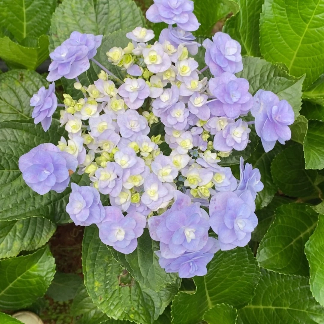 229号绣球 （3单冷链、4单京东空运、5单顺丰空运、偏远补运费）