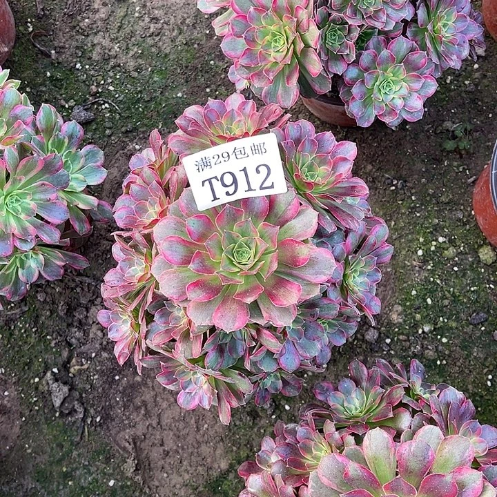 912安娜多肉植物