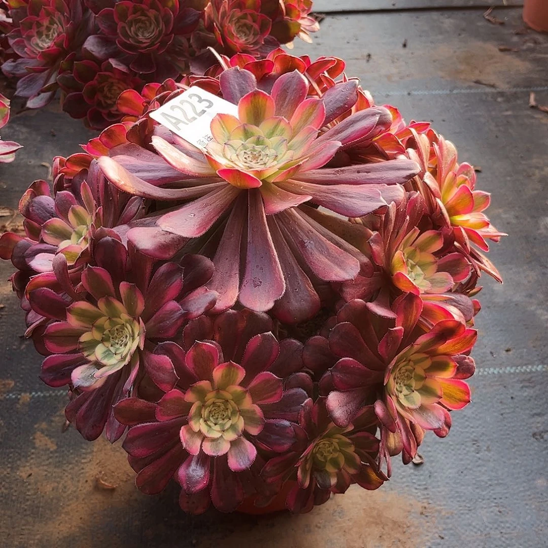 多肉植物美姬变异223多肉