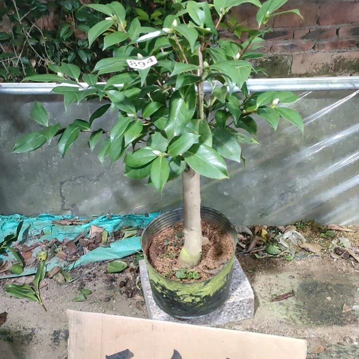 894拖柜五色，原盆原土发货，不包邮