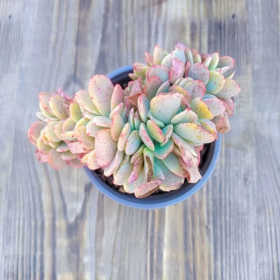 【瑞蝶缀多肉  满9.9包邮】阳台露台绿植栽种养护 一棵