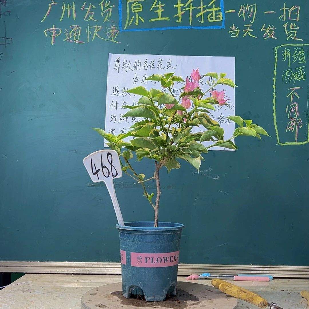 当前无花栽培后可以开花      蜡染粉468