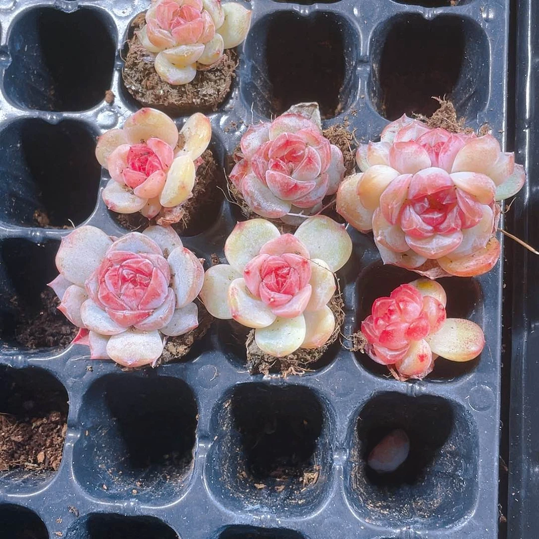 石榴5号穴一个满25包邮