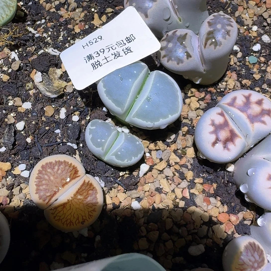 529腿长介意勿拍哈哈