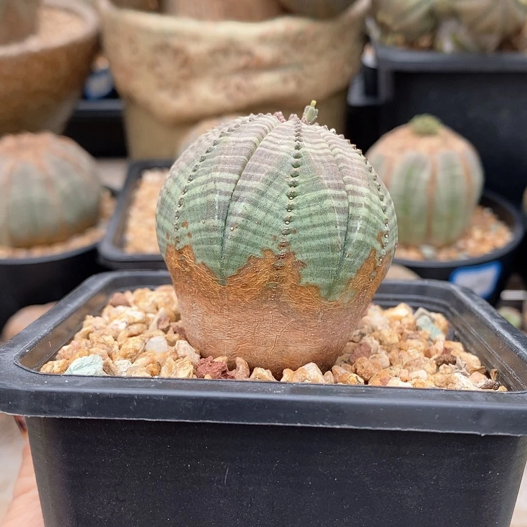 欧系布纹球多肉植物