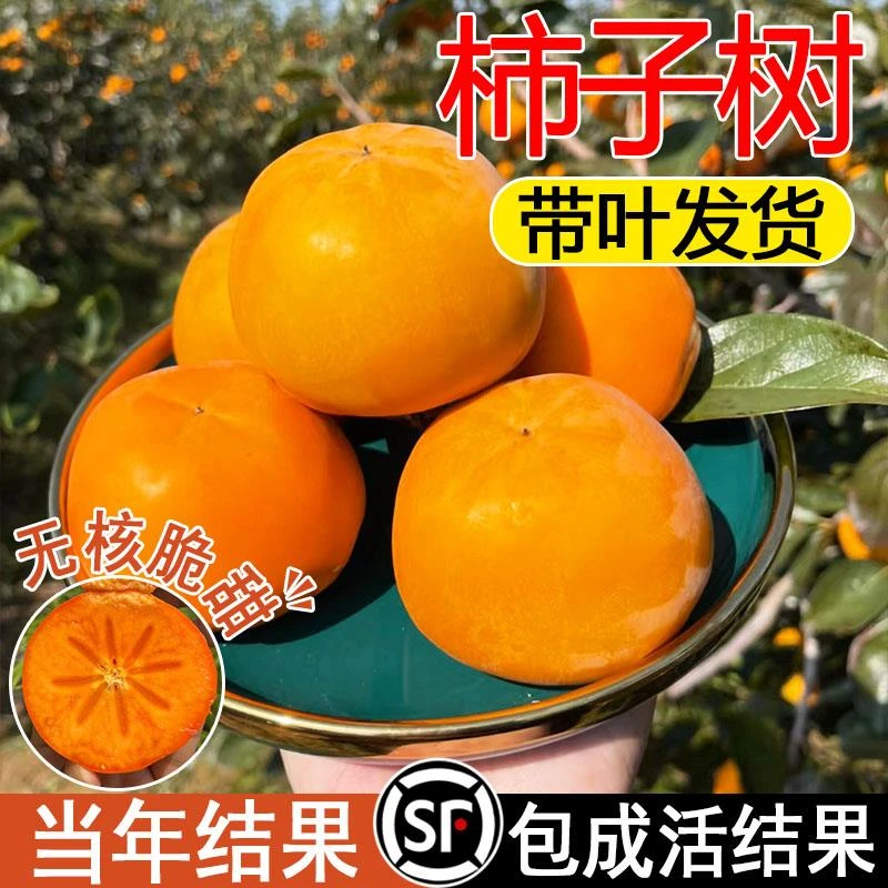 甜脆柿子树果苗室内外大果无核南北方种植庭院果树盆栽火晶灯笼
