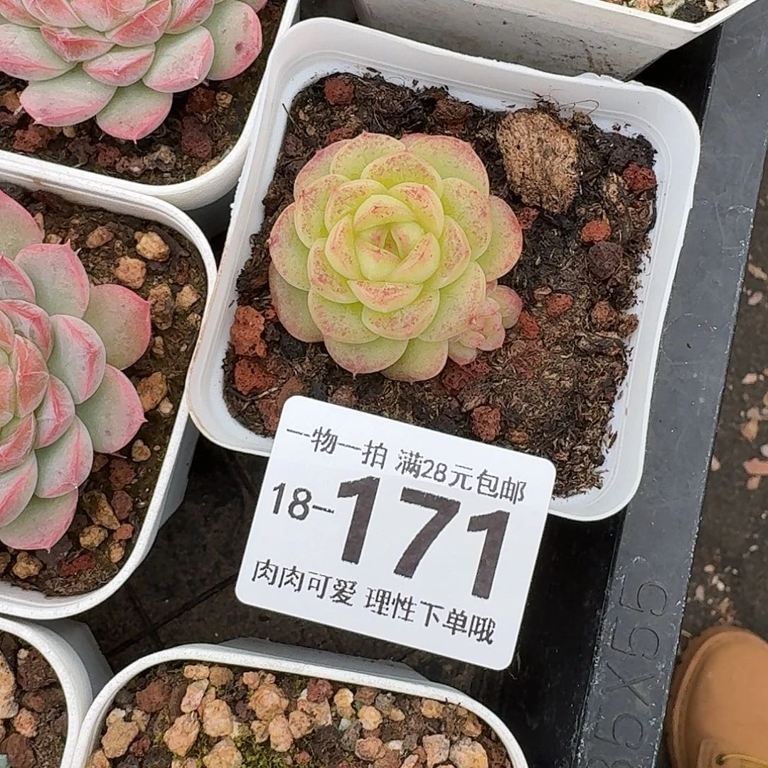 优选珍妮无盆土发货无盆土发货无