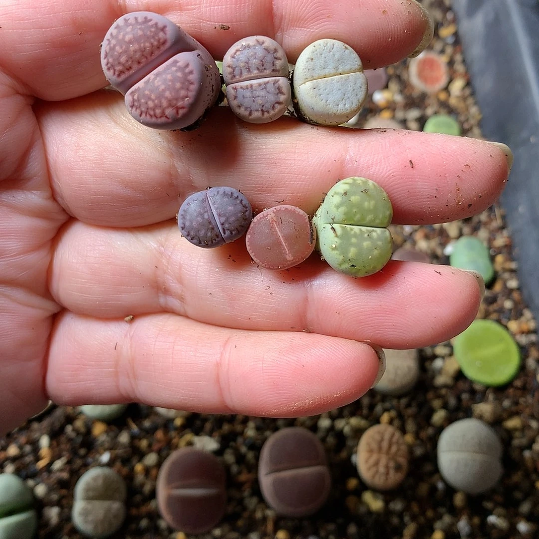 °D06多肉植物保护研究所
