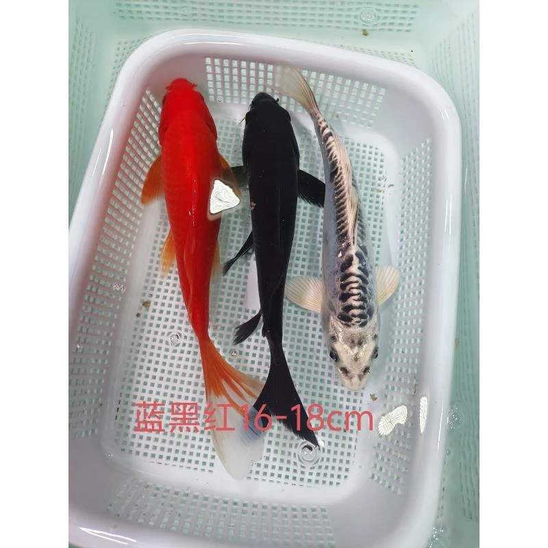 （11）1条黑金1条蓝龙1条鹦鹉16-18公分精品锦鲤