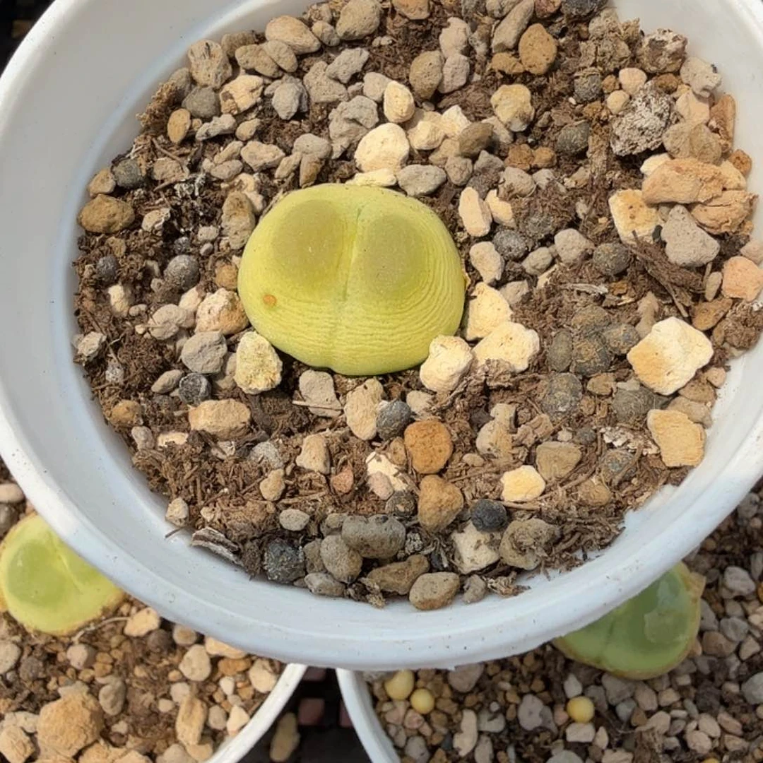 阿**?多肉拉登一颗啊啊啊
