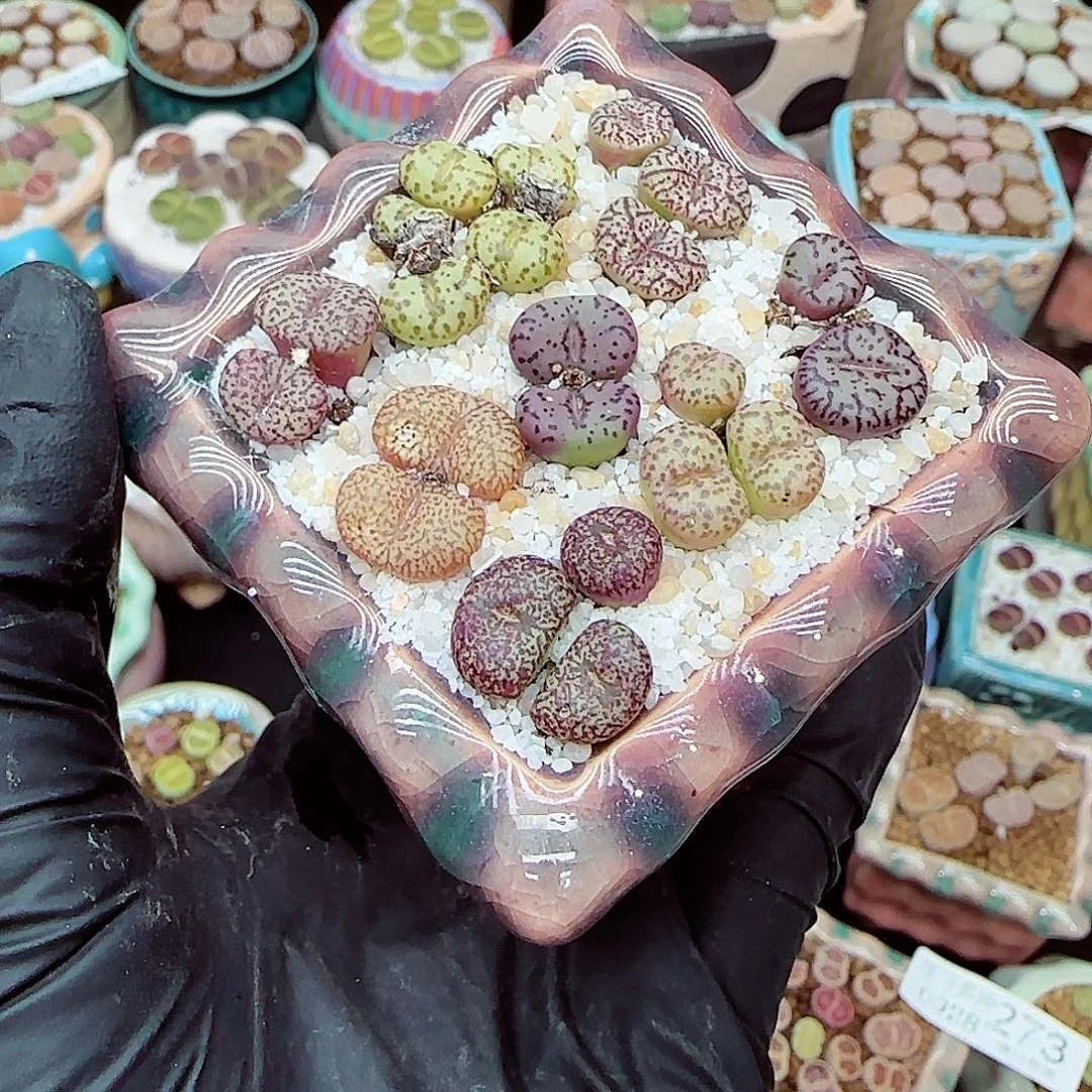 生石花满18包邮0928-281