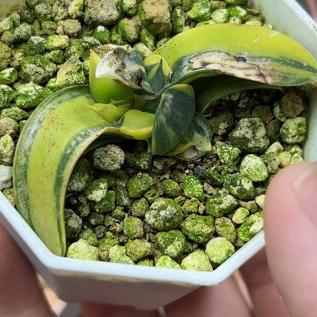 阿***）卧牛锦十二卷多肉植物
