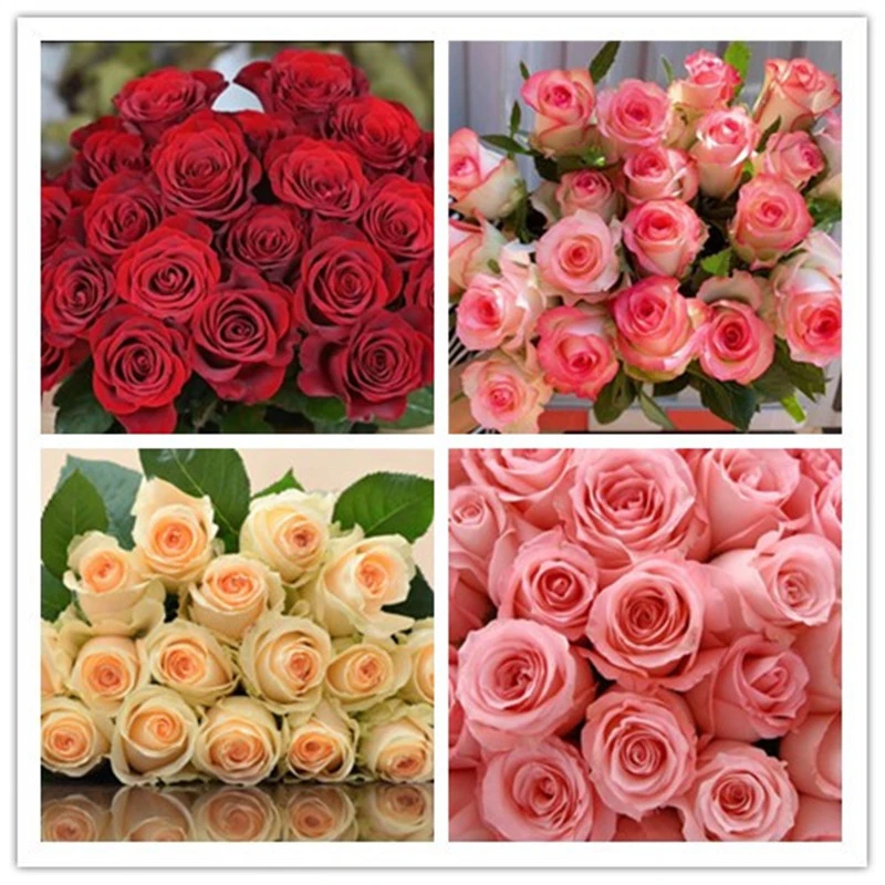 【爆款玫瑰40枝】红玫瑰10枝+爱莎10枝+粉玫10枝+香槟10枝+配草5枝
