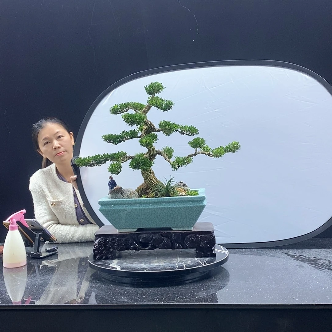 无花朵精品黄杨盆景