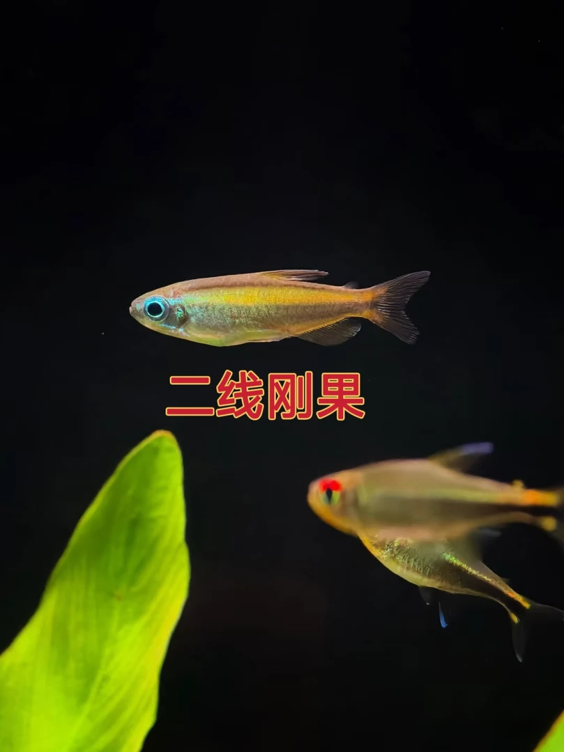 黄金二线刚果 高级小型观赏灯科鱼