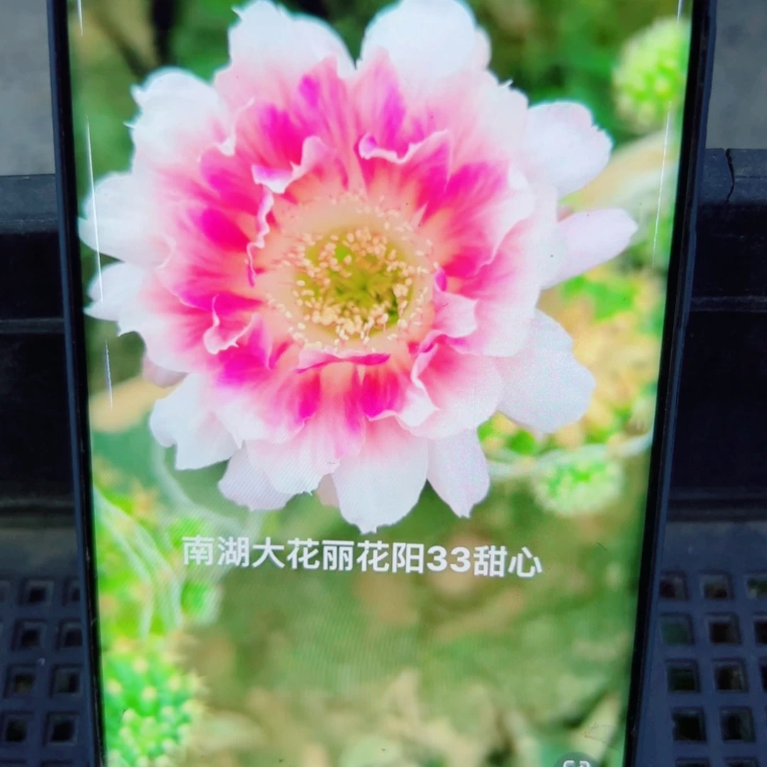 下26丽花甜心歪无根侧芽3公分左右20包邮