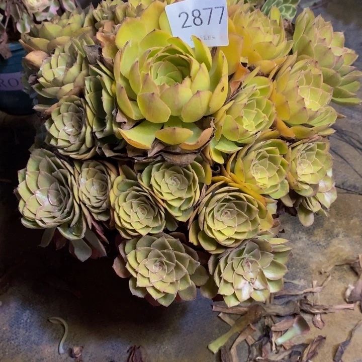 桃花石多肉断头不包2877