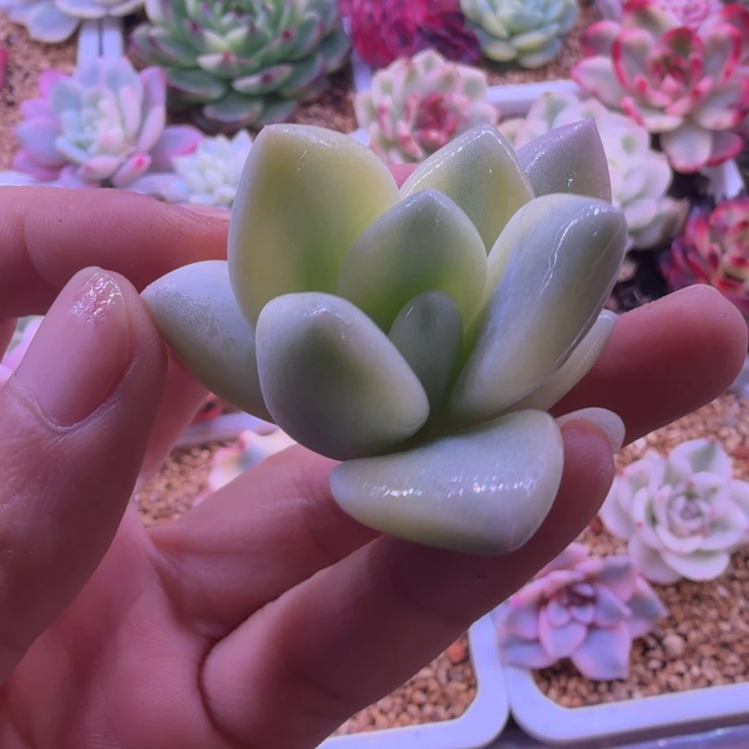 新香水锦 多肉植物