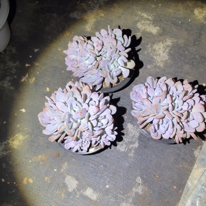 小***张三颗一起的一物一拍的