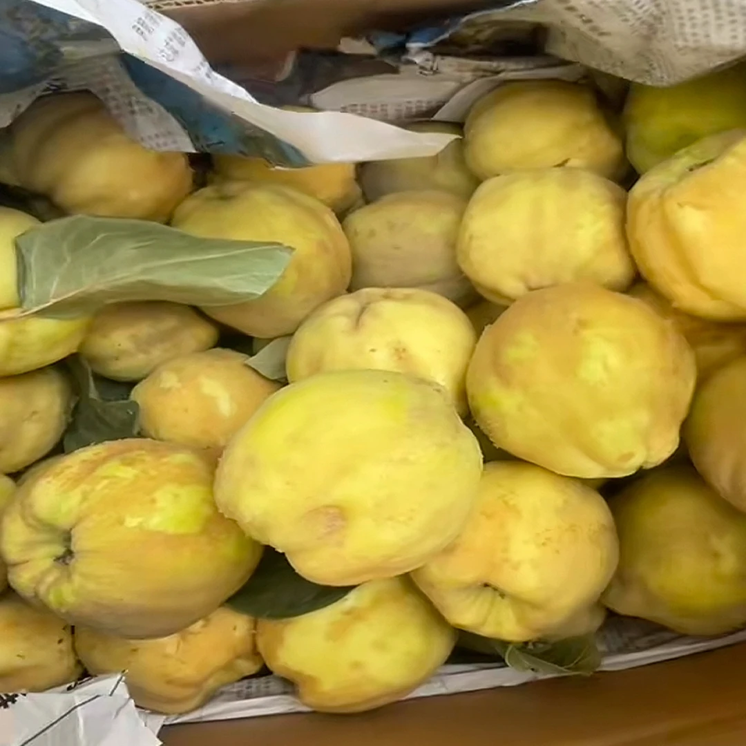 新疆和田地区特色bihi稀有榅桲新鲜水果香气