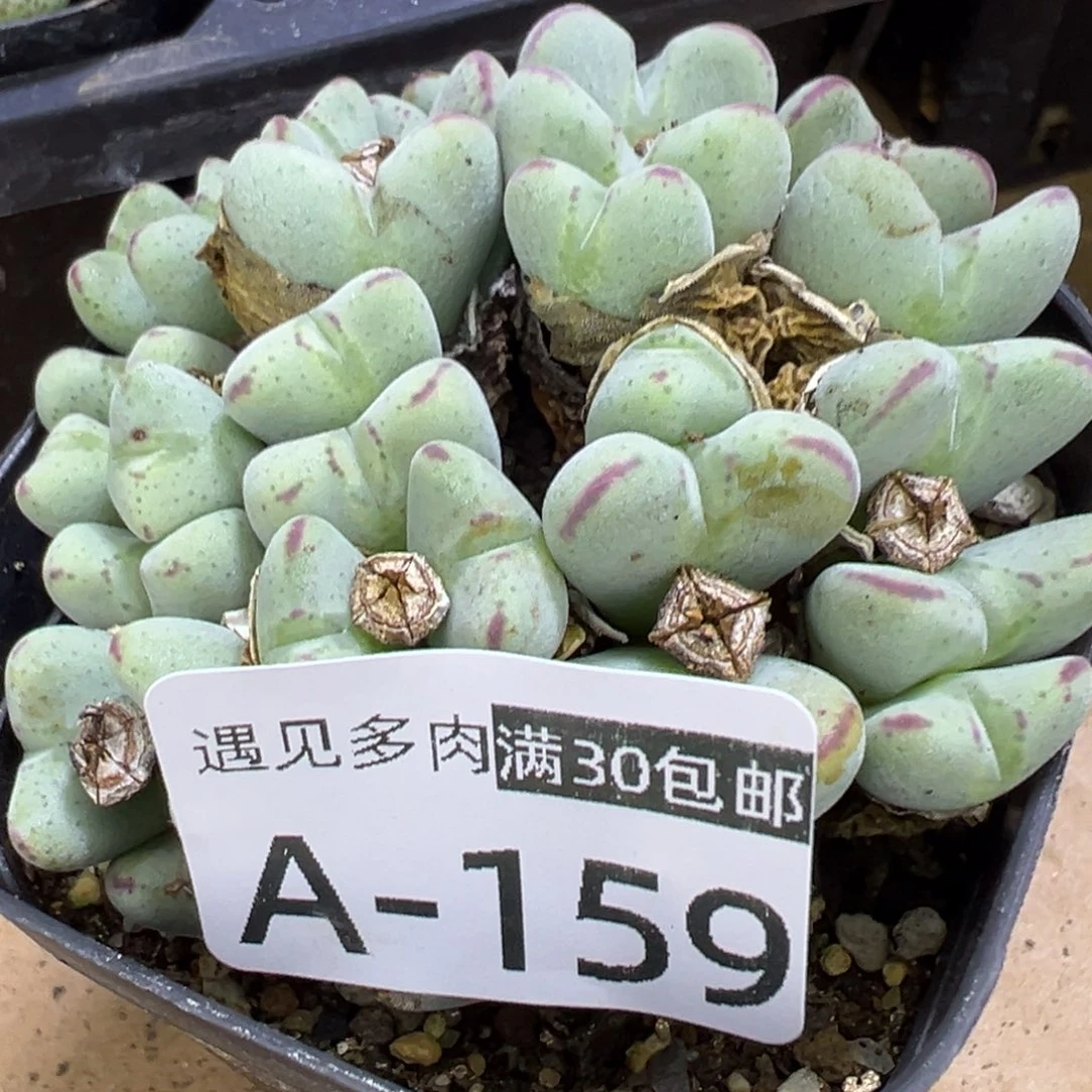 多肉植物1111111111111111