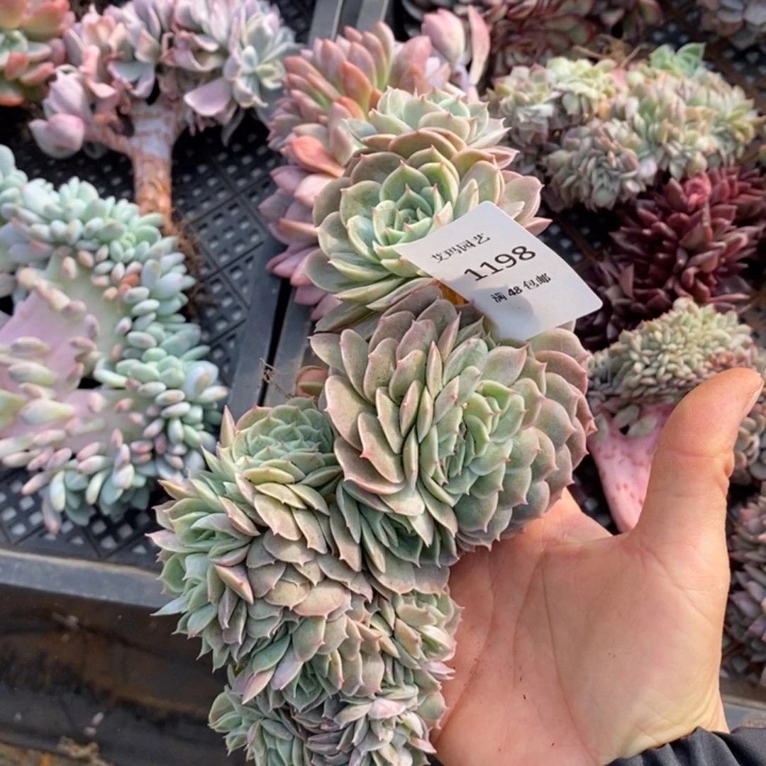 昂斯洛缀化多肉多肉1198