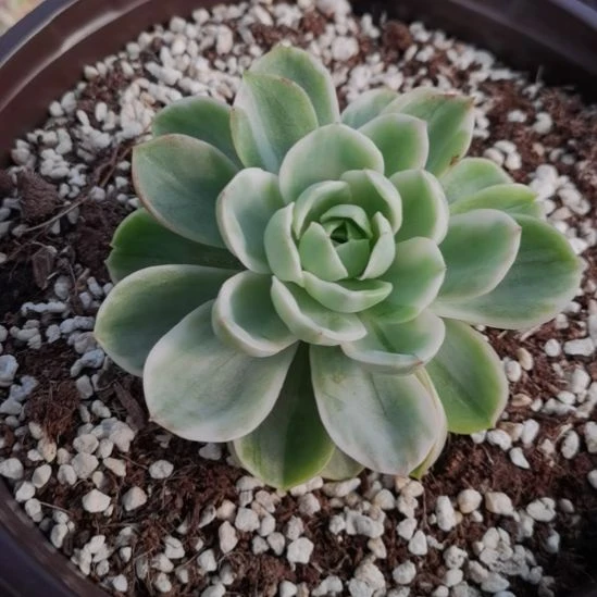 哈密瓜超白锦单头带根