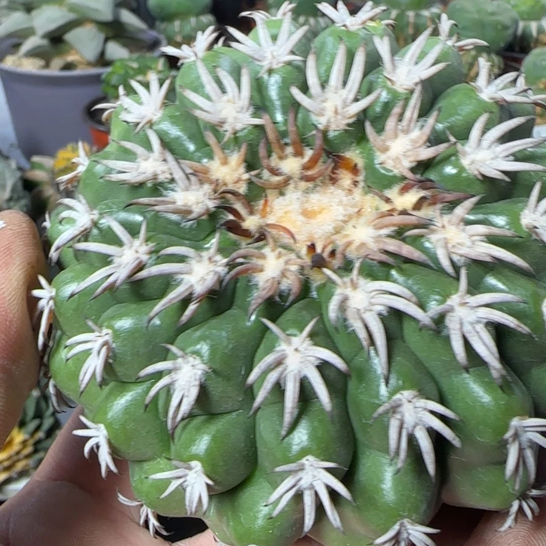 【闪购商品】长*z猫爪圆盘633