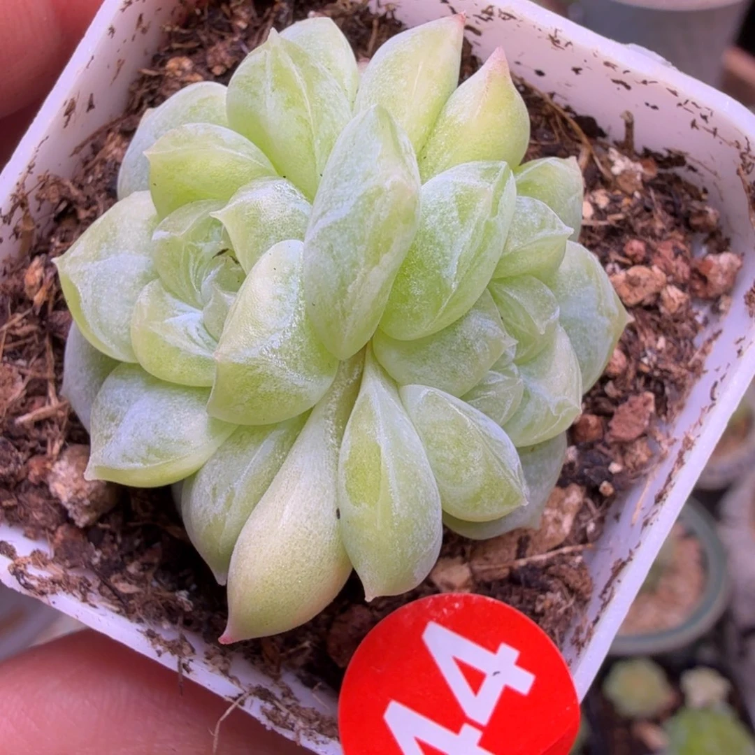 44号双头白昼一物一拍