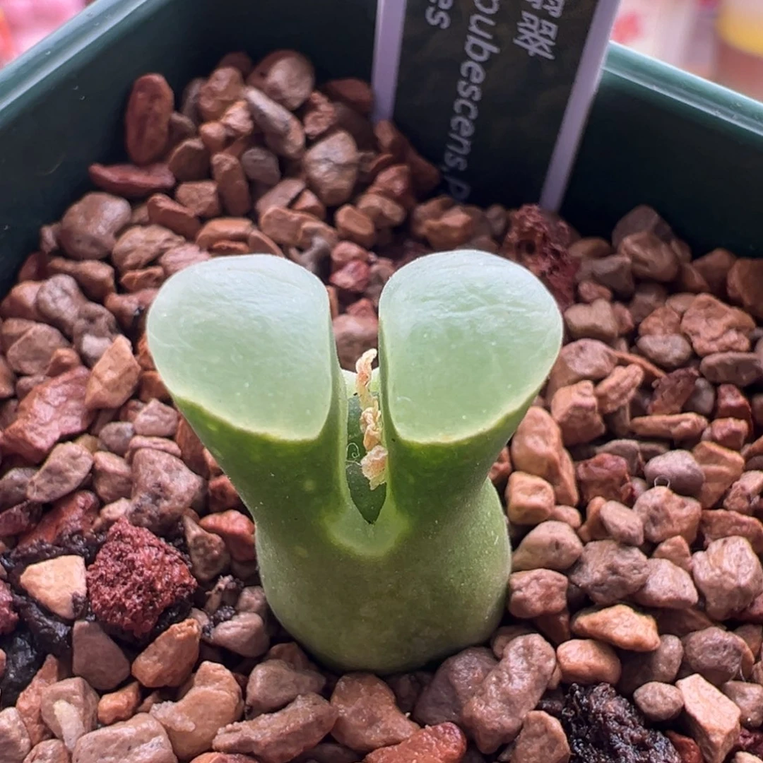 379。稀有编号翡翠绿翻窗。内双头