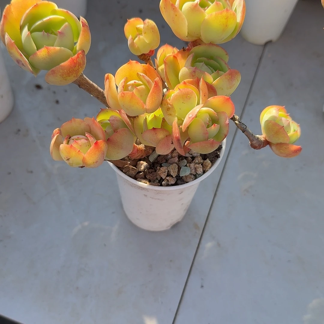 晓****鸡蛋碧桃多肉植物一颗