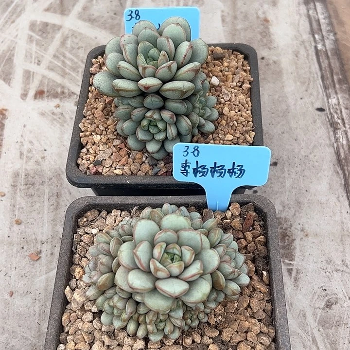 李**杨葡萄多肉植物