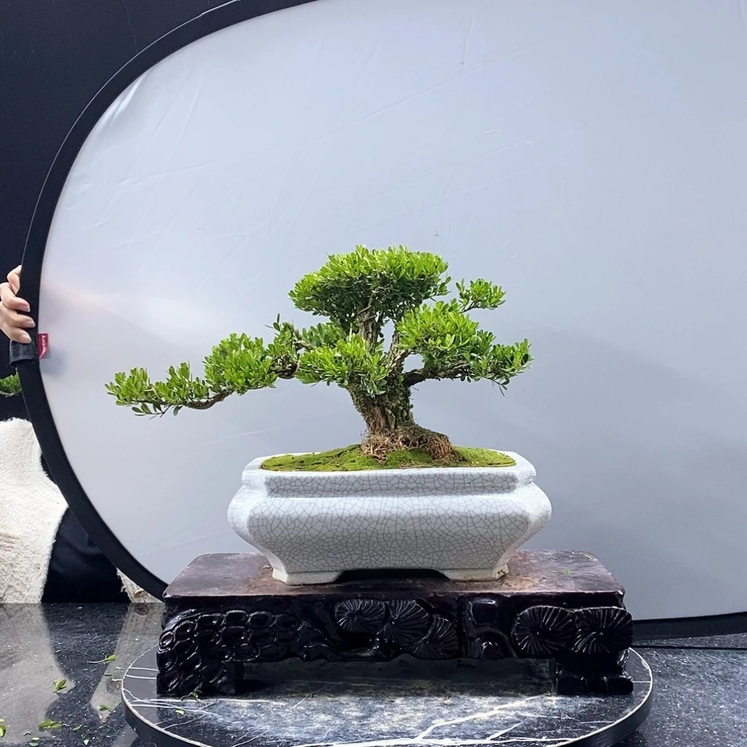 无花朵黄杨盆景艺术