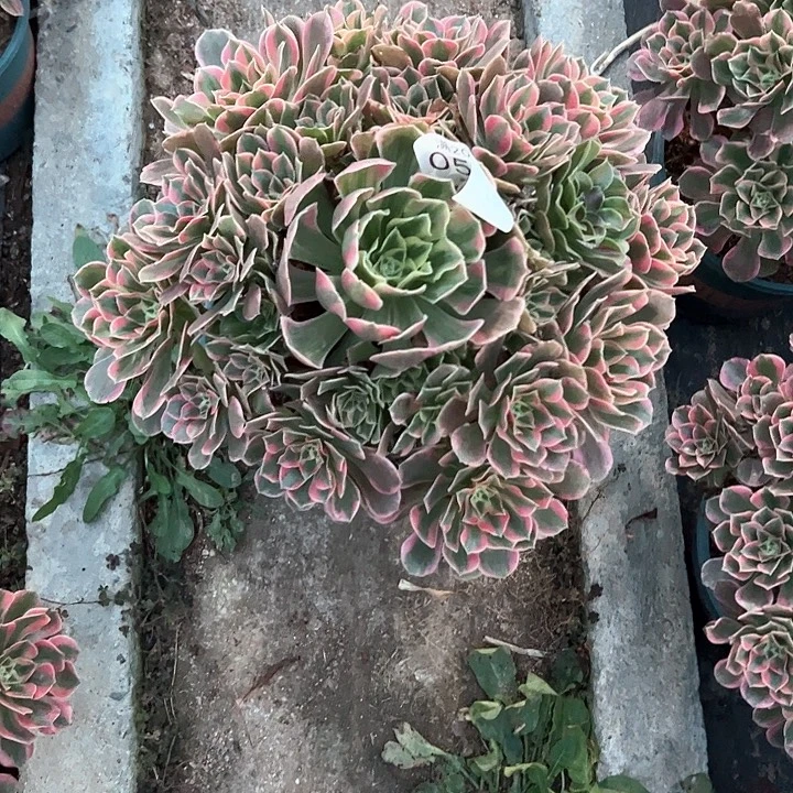 0543女妖多肉植物