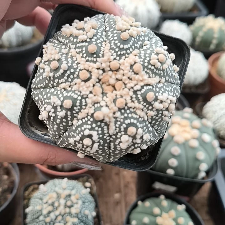 花园6.8一物一拍实生