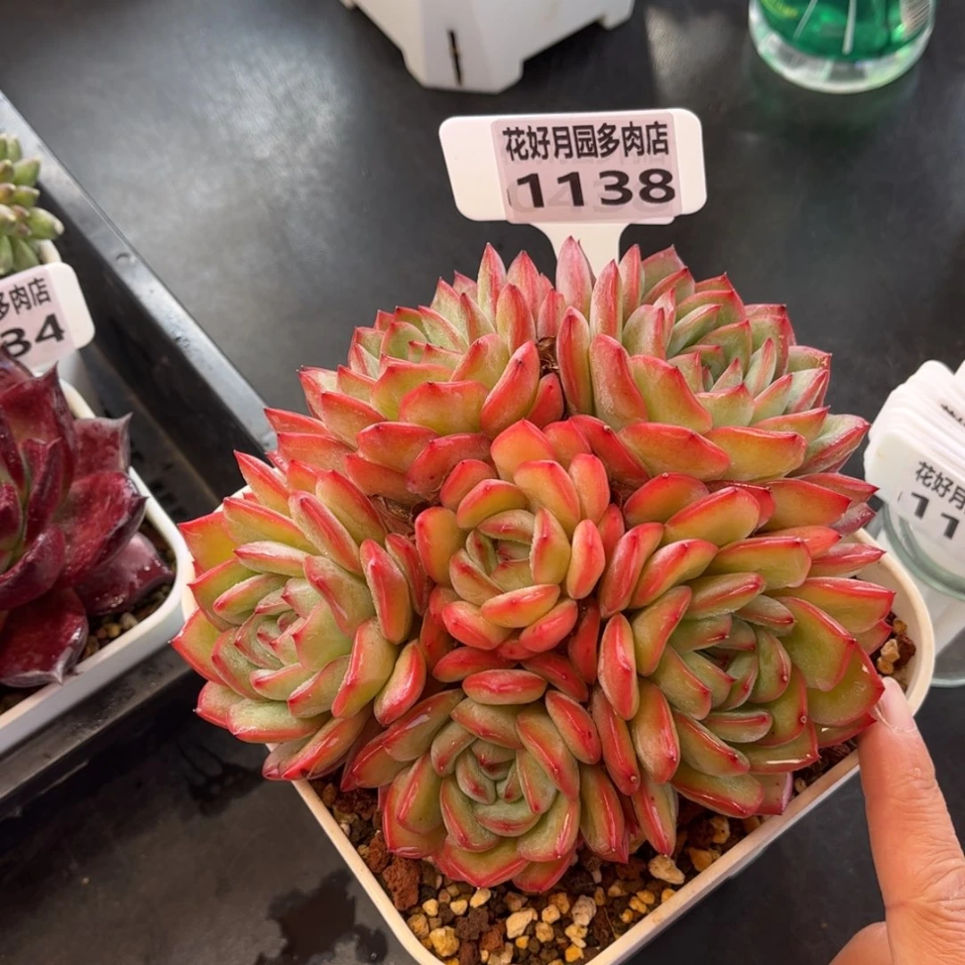 1138 天冷必拍保温箱