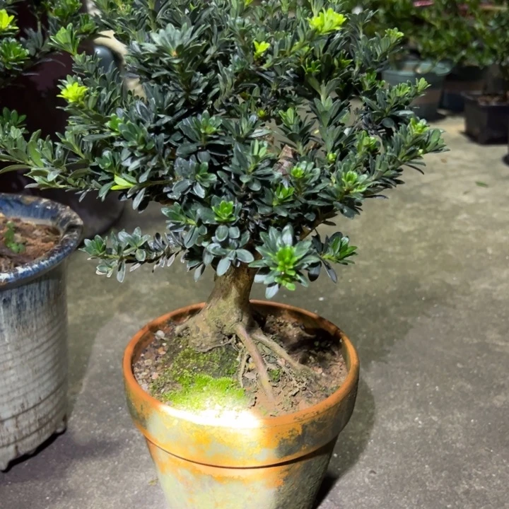 无花朵用****7黑珍珠罗汉松