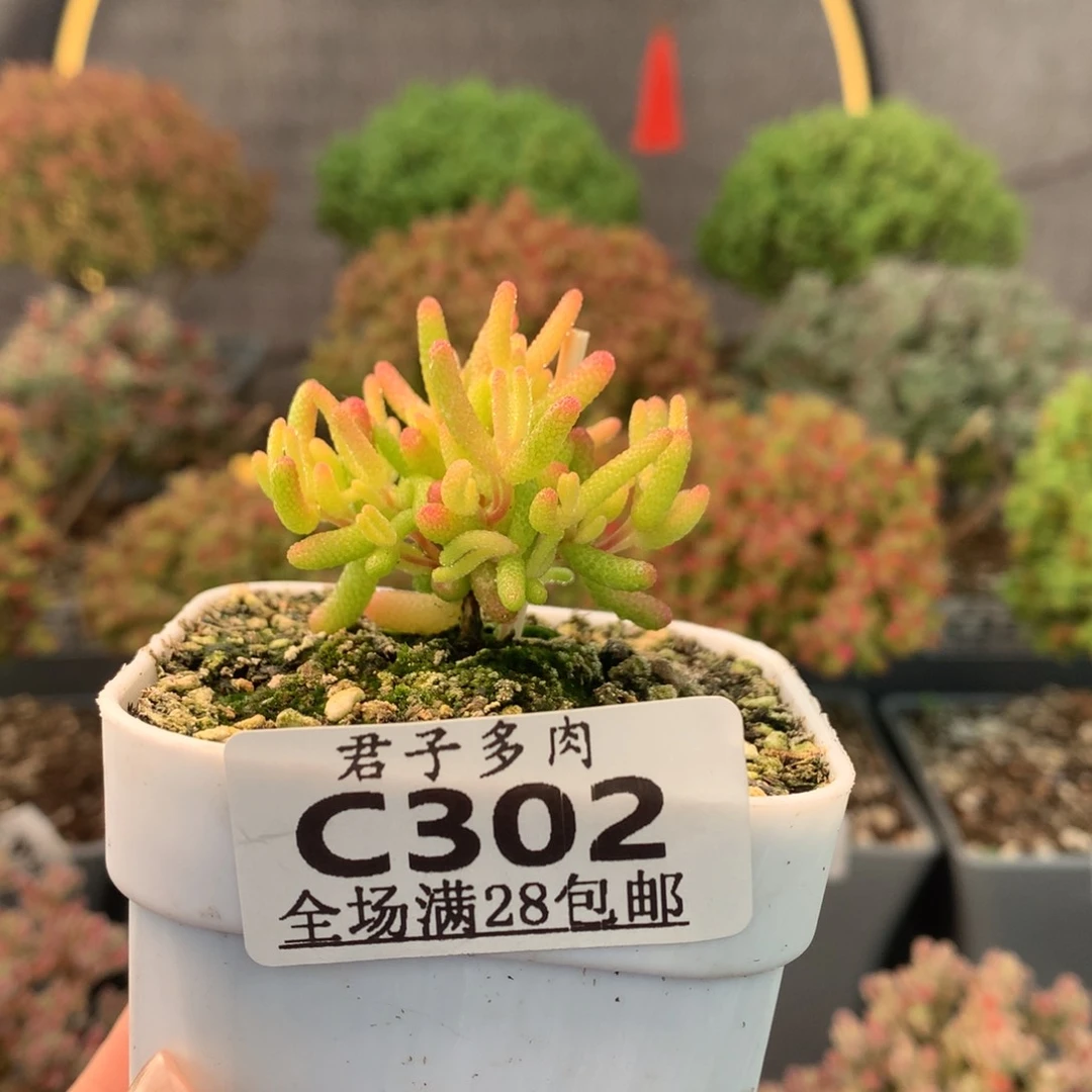 c302糖球粉锦枝干番杏