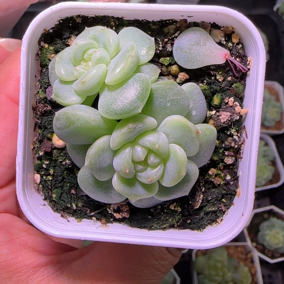 不***猫拍款甜心福利啦啦