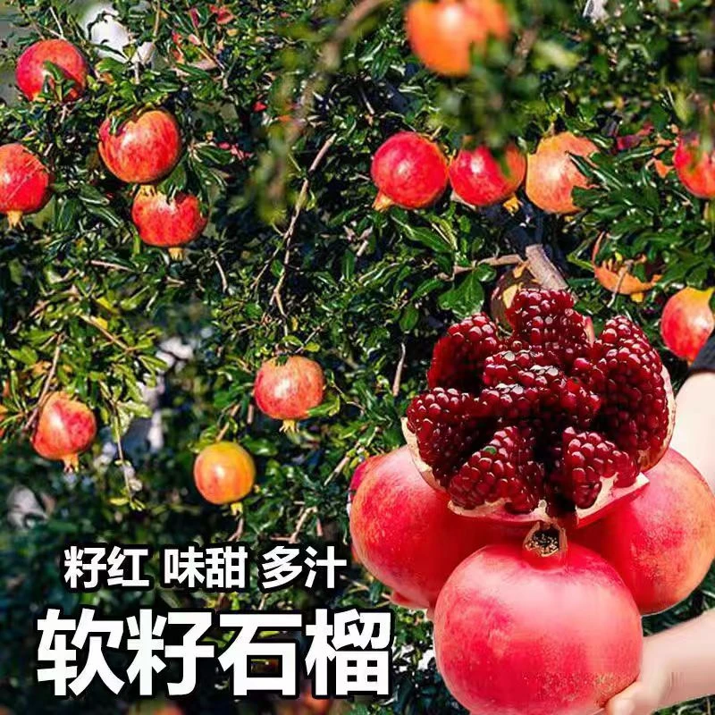 四川凉山突尼斯软籽石榴礼盒装当季新鲜红皮超软籽甜石榴顺丰包邮