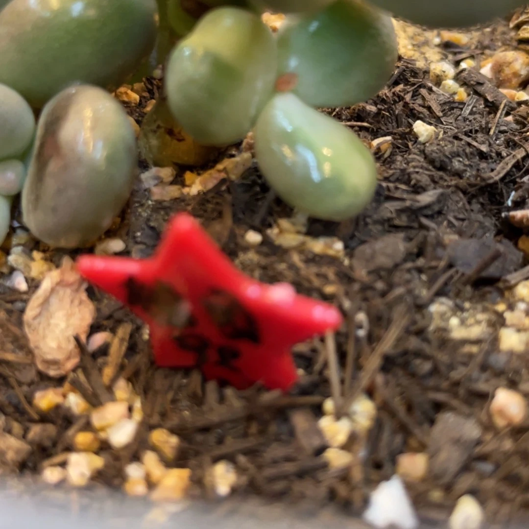 橘***奈多肉漂亮不退不换