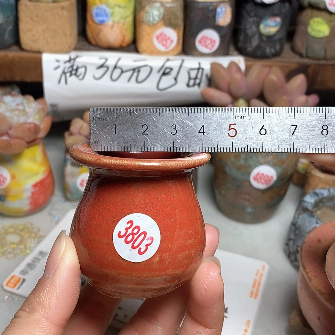 红陶拍5送一个小