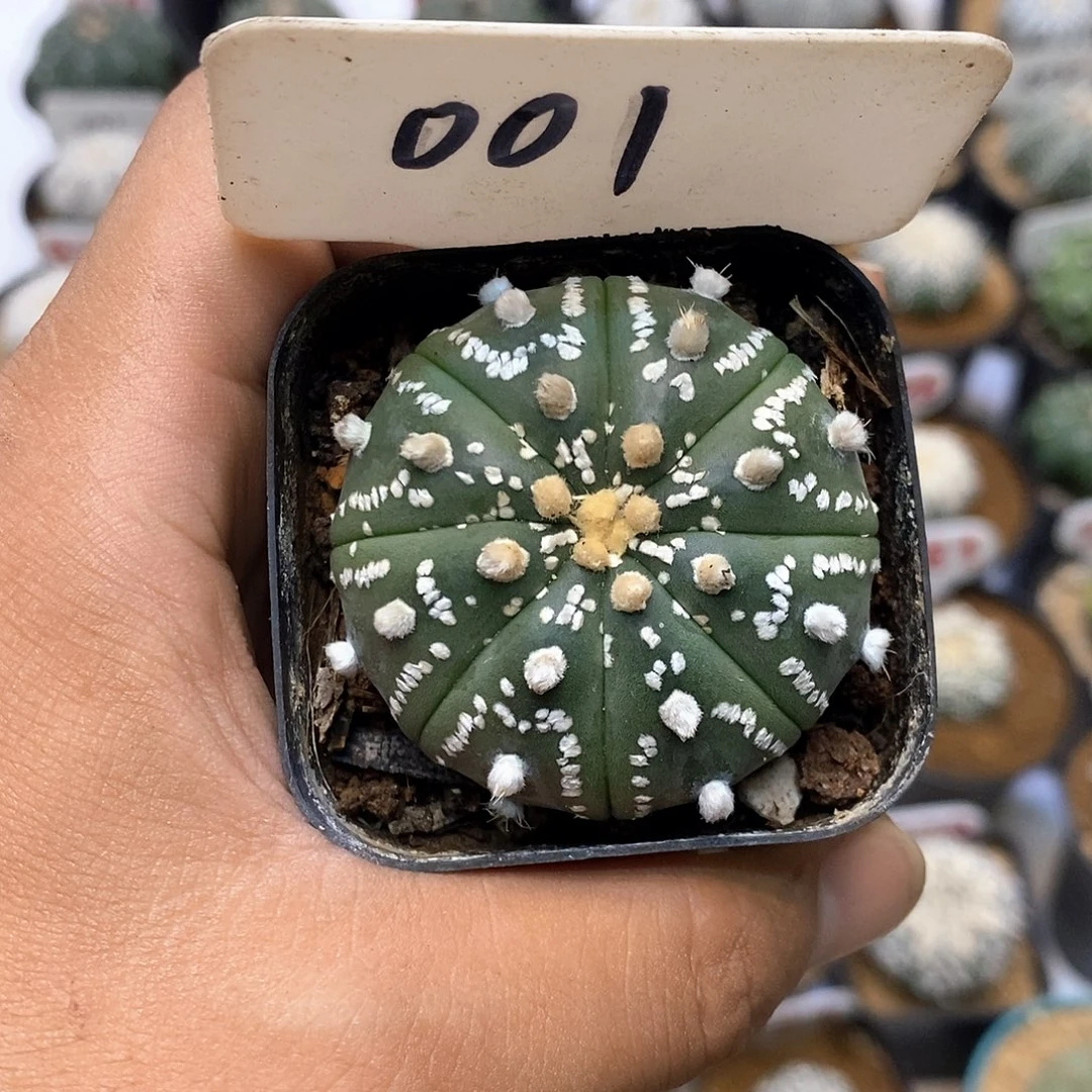 001琉璃美纹特价咯