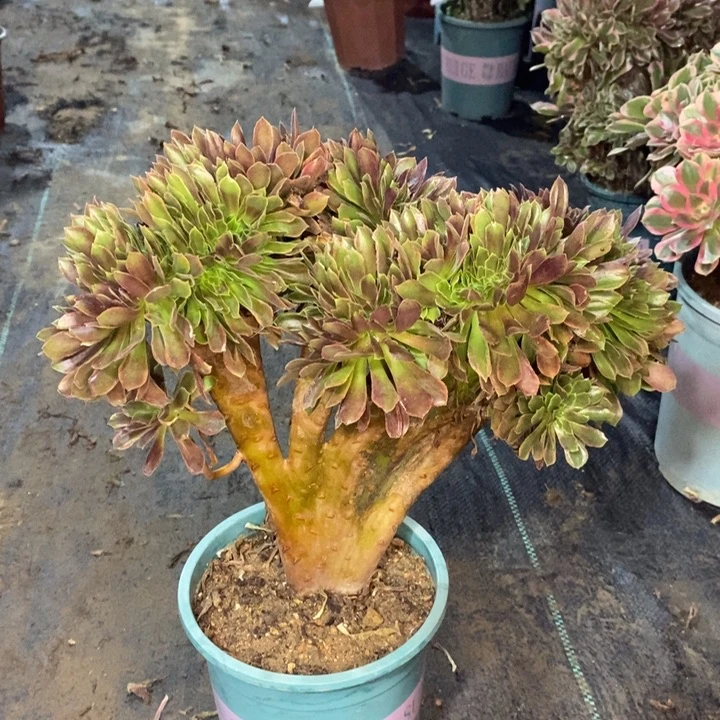 娜迦缀多肉植物90