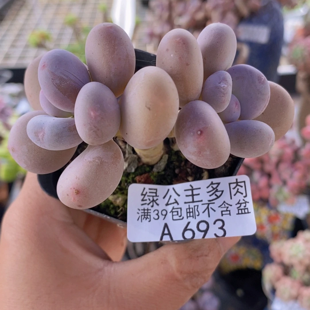蛋黄奶老桩8cm693多肉植物