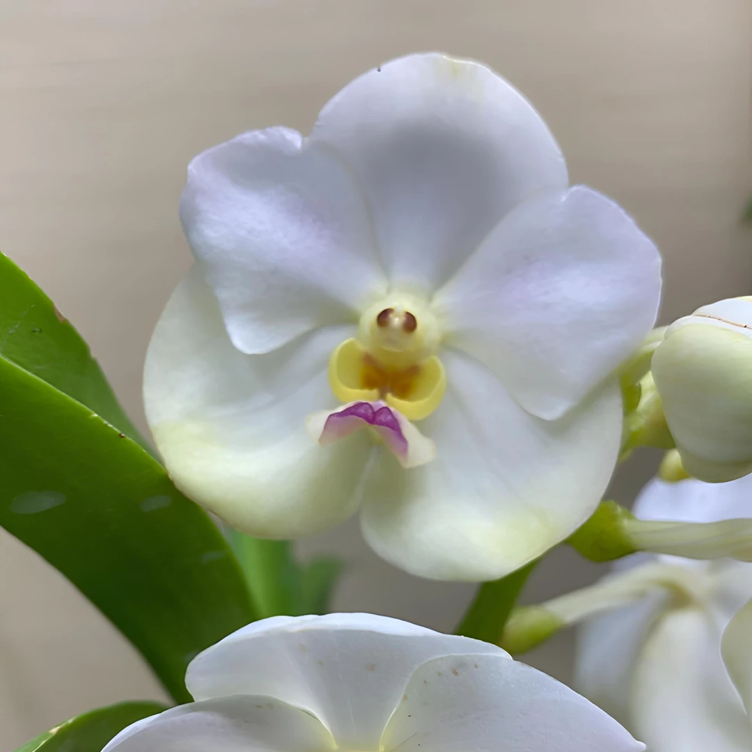 盆栽万代兰 大苗根壮带花剑 15*16厘米硬胶盆 树皮植料 花期长