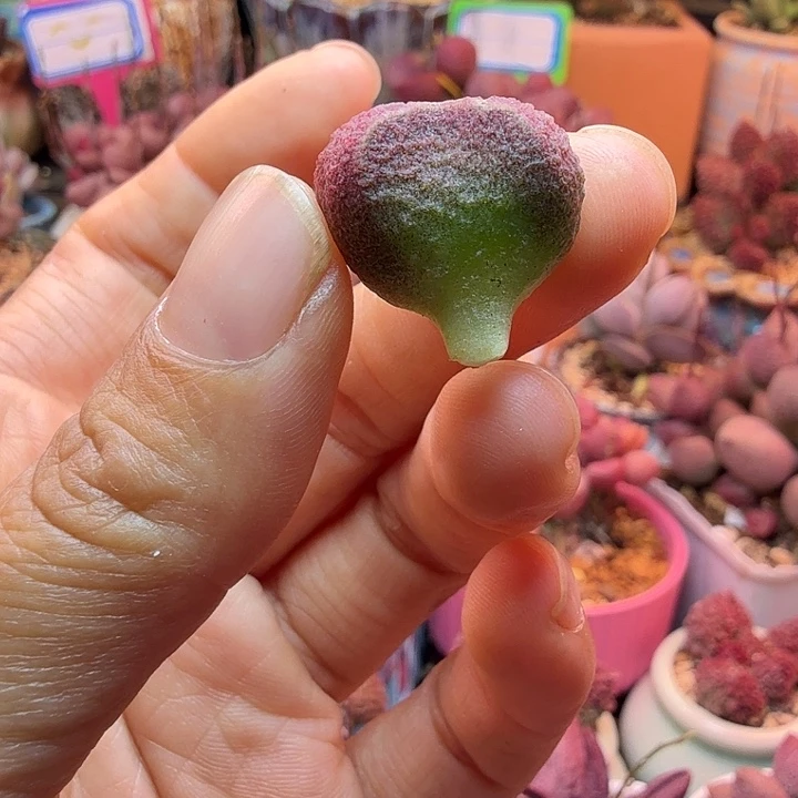 小*水蜜桃和草莓都很好吃的